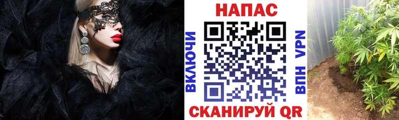 купить закладку  гидра как войти  Каннабис SATIVA & INDICA  Новодвинск 